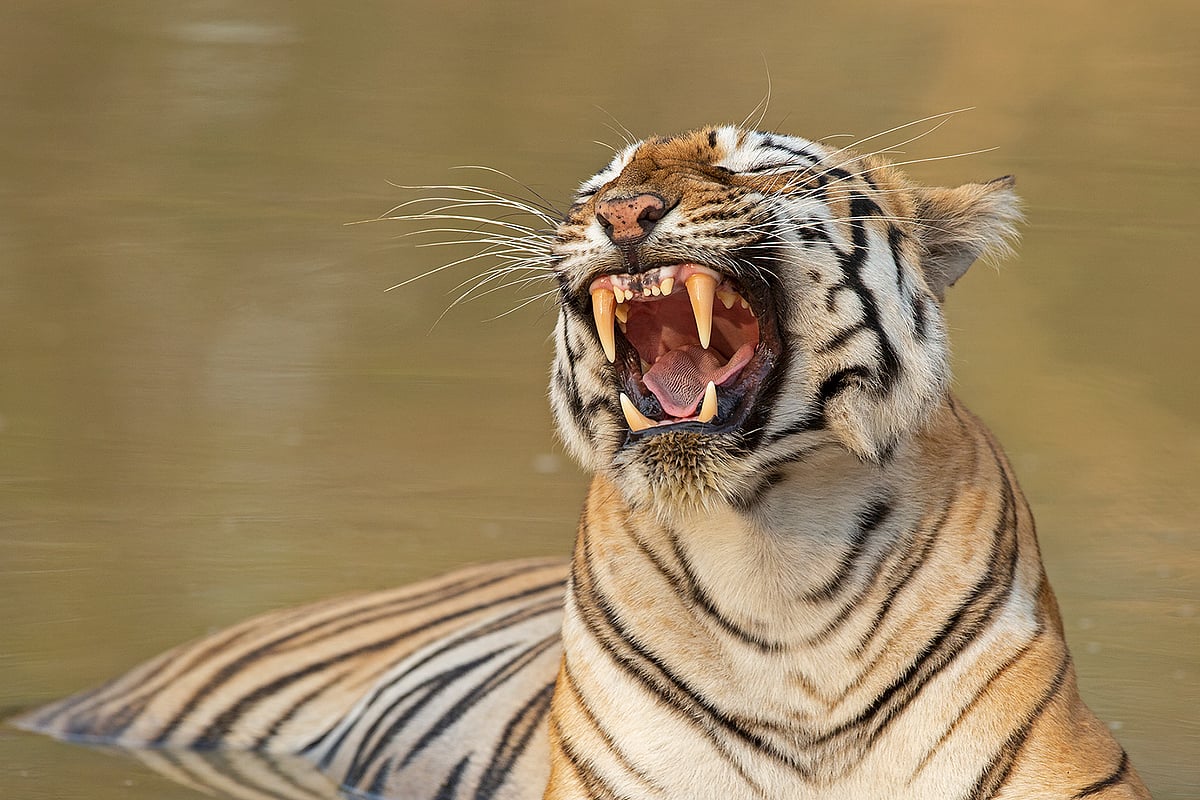 Aishwarya Shridhar's work