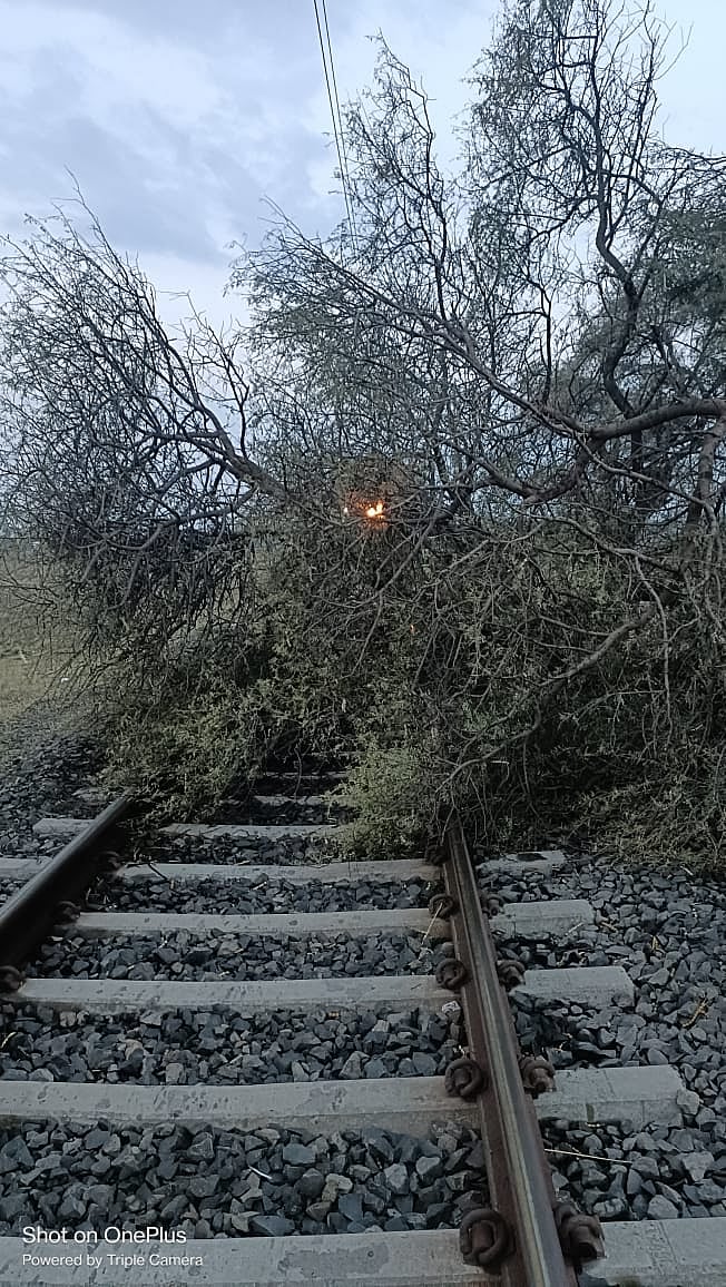 A tree fell on the Fatehabad-Ujjain section of Western Railways in Ujjain on Friday.