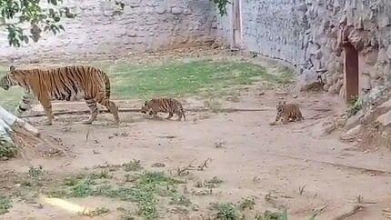 WATCH: A treat for Gwalior zoo visitors as officials release Tigress Durga and her two adorable cubs after 42-day isolation | FP Photo