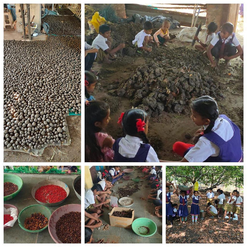 Palghar: 53 primary school students prepare 23,000 seed balls in 2 days