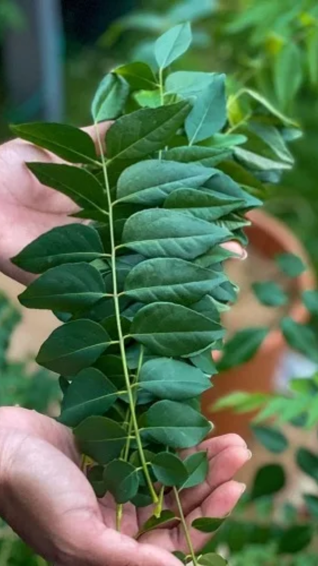 Do you know, Curry leaves helps in weight loss? Yes, it indeed does. We may just use it for flavour or have seen out mothers or grand mothers using it for tadka, but apart from taste and nutritional values, it also helps in reducing weight