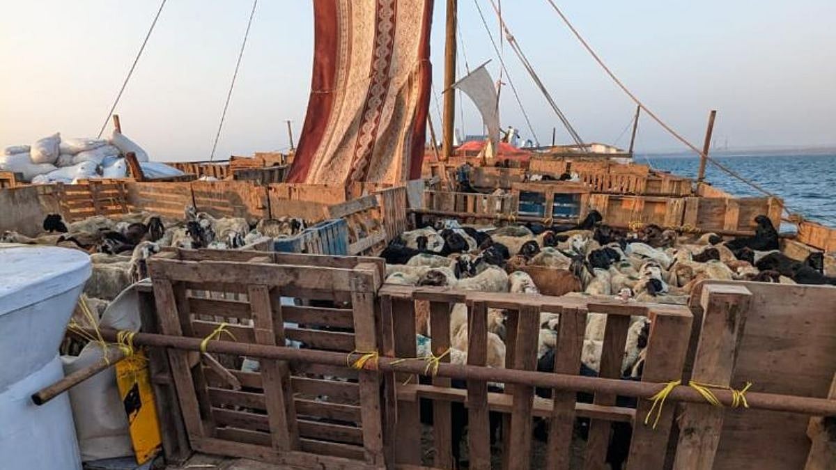 Massive Outrage Over Livestock Export Bill; Celebs Voice Concern