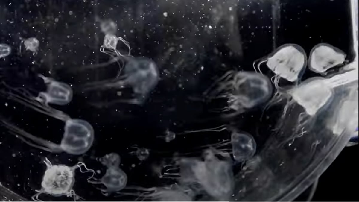 WATCH Researchers in Hong Kong find the 24 eyed box jellyfish