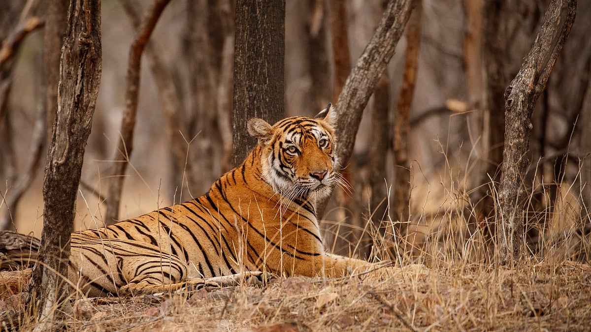 Bandipur National Park: 7 pictures that will inspire you to visit this Tiger forest at least once...