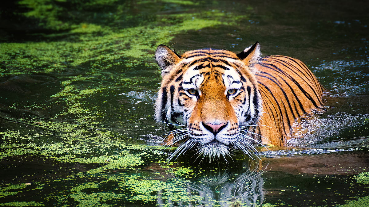 Sunderban Tiger Reserve to expand to intensify scientific tiger management  in the landscape