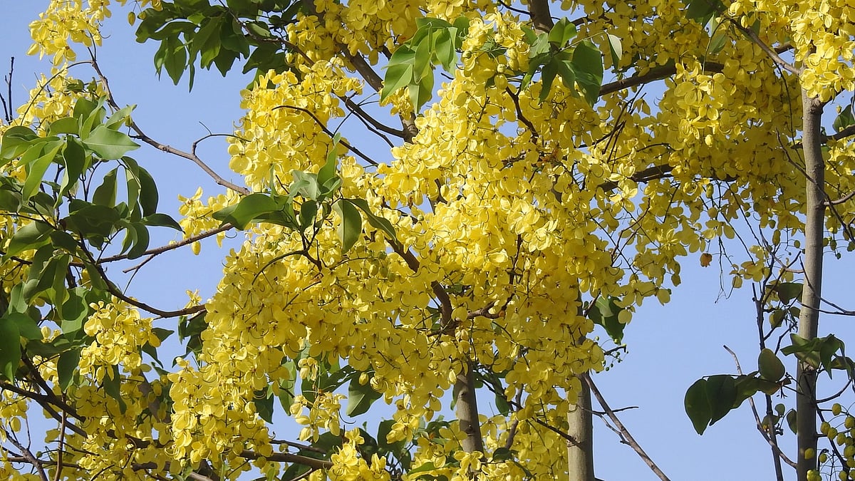 Amaltas