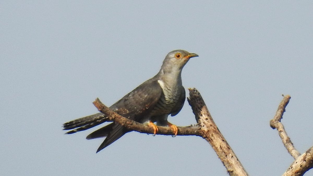 Indian Cuckoo