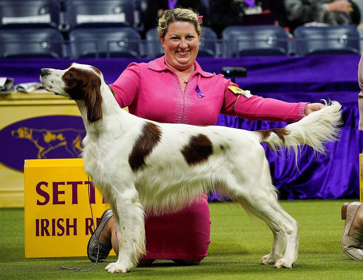 A Setter Irish Red & White dog competes Sporting group during the 147th Westminster Kennel Club Dog Show in New York, U.S