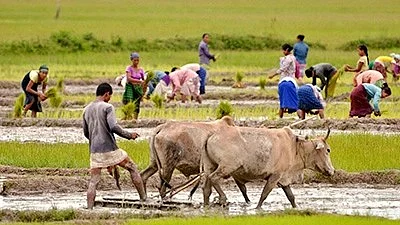 The newly introduced agriculture subject in the school curriculum could assume more prominence, as the state government is considering making it a 'marks' subject, instead of a mere 'grades' subject. | Photo credit: PTI