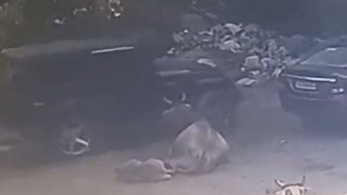 Terrifying Video! Calf crushed to death by car driver in Faridabad, mother cow passes away in grief 2 days later