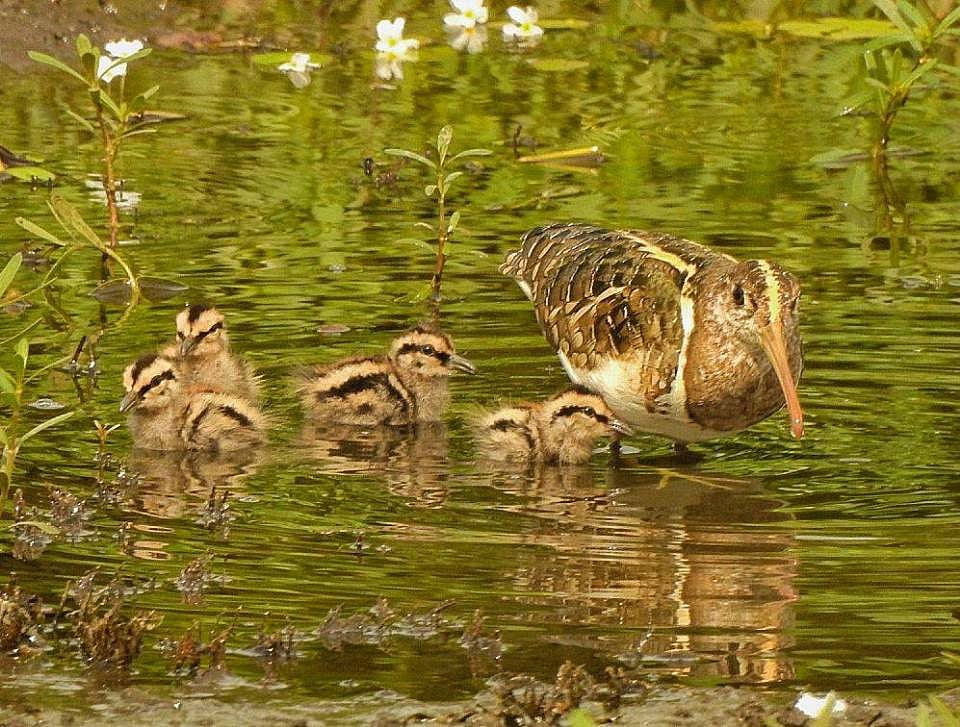Painted_Snipe_at-Vadale_lake