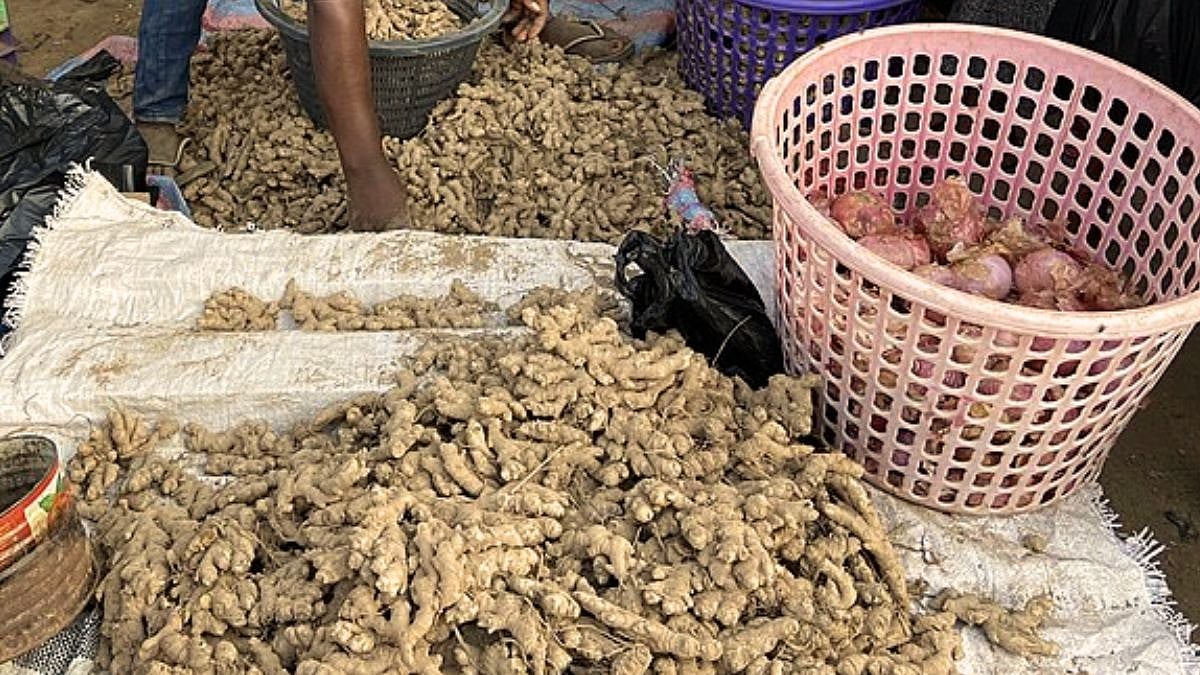Navi Mumbai: Old Ginger Price Crosses ₹200 Per Kg In Wholesale Market