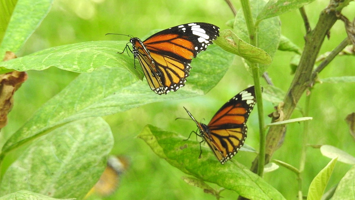 Striped Tiger