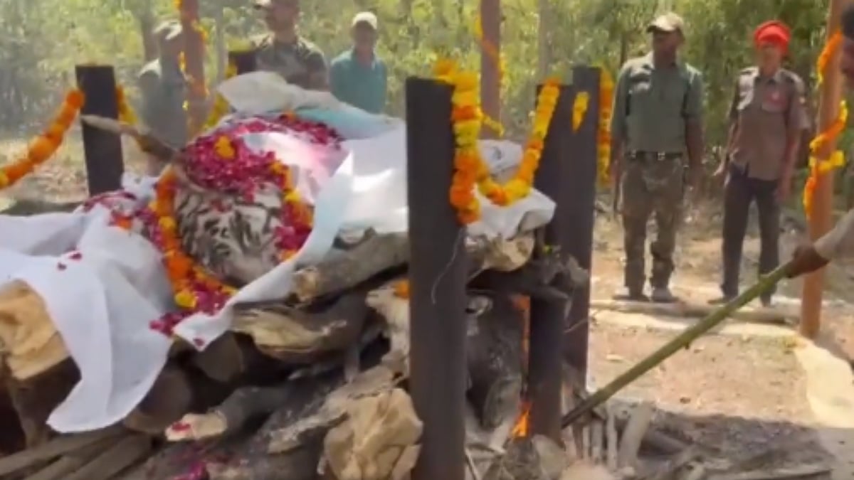 WATCH: Hundreds attend last rites of white tigress Vindhya in MP