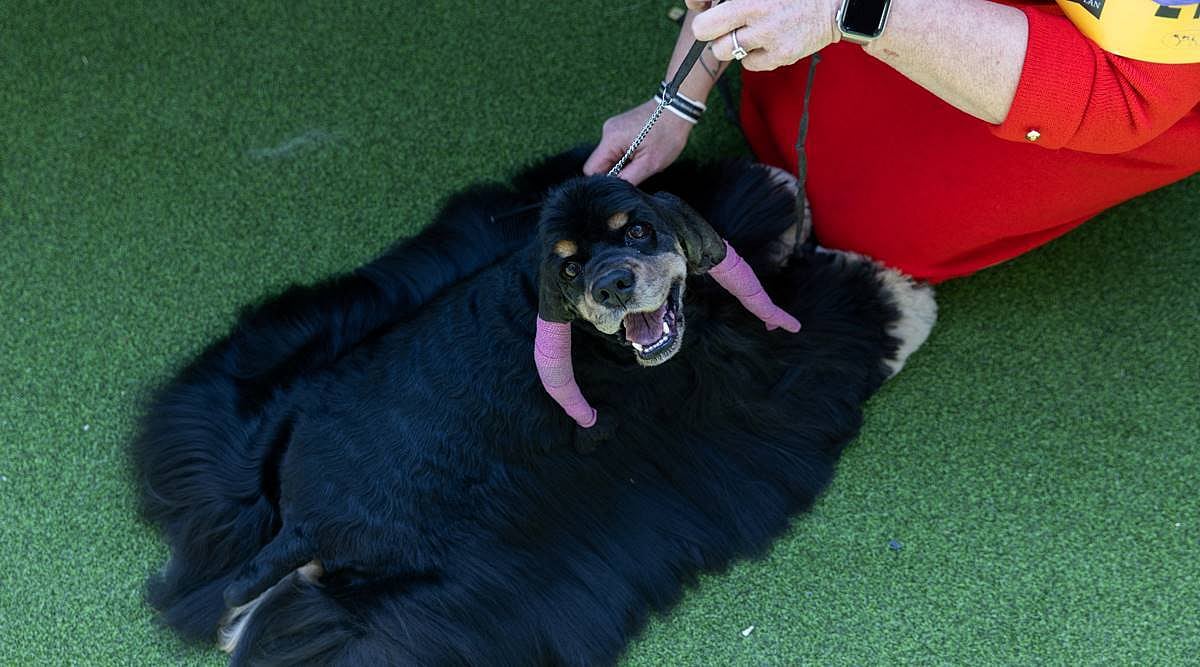 Chance, a Black Cocker Spaniel, waits for its presentation during the 147th Westminster Kennel Club Dog Show