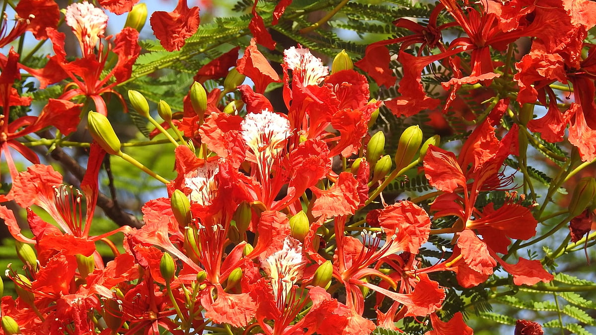 Gulmohar