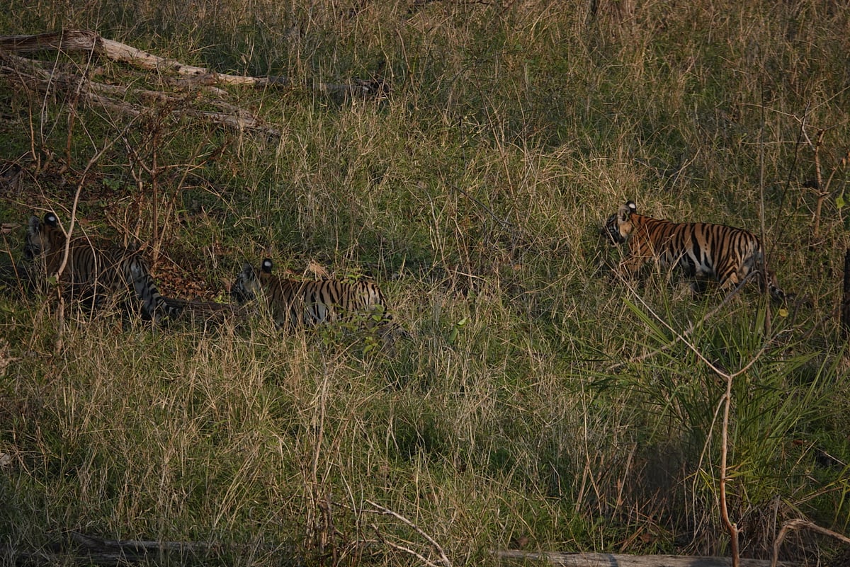Bhopal: Two tigresses spotted with cubs in Pench Tiger Reserve