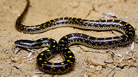 Snake bites four students in school hostel in Jharkhand; one girl dies