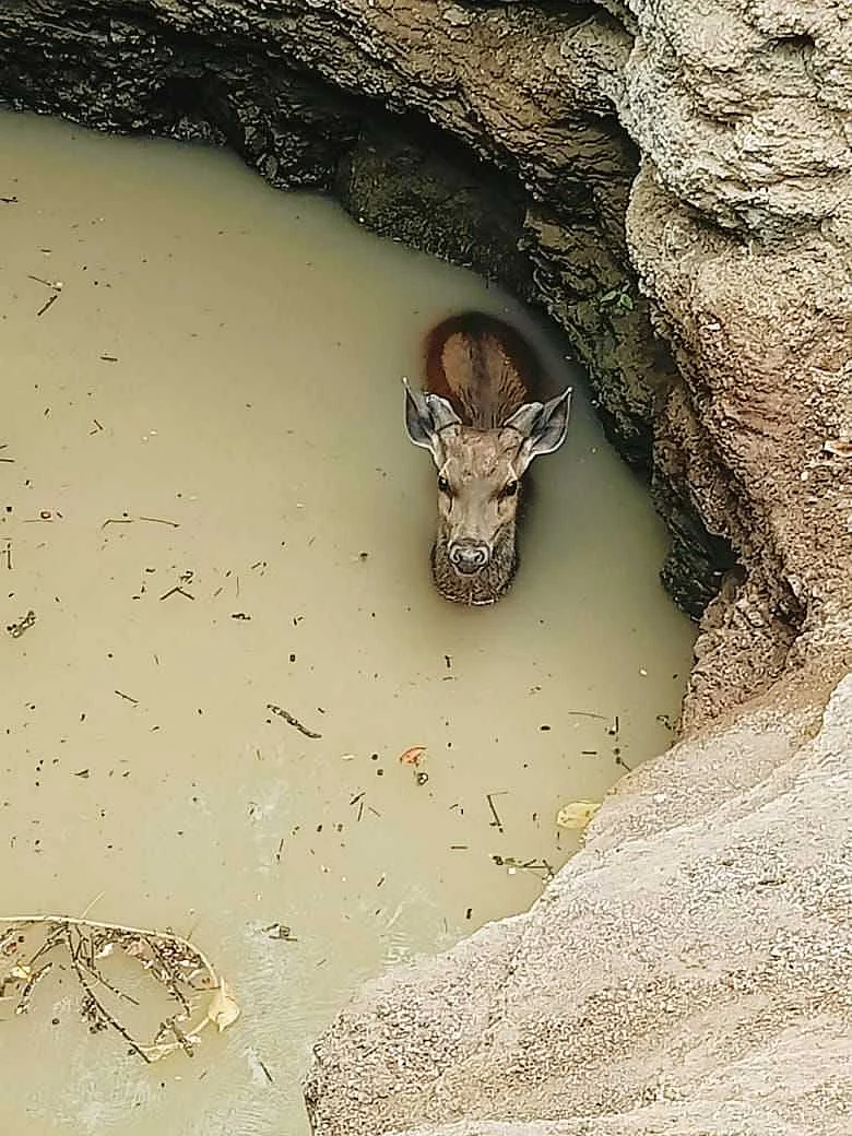The deer fell into a well in Maval