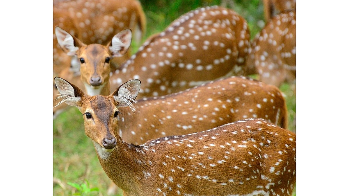 Bhopal: Spotted Deer Puts Pench Tiger Reserve Ecosystem Under Stress