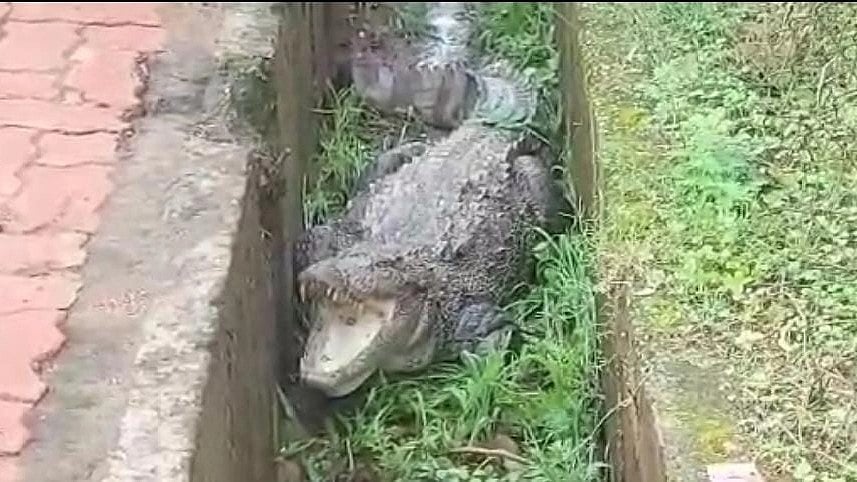 WATCH: Crocodile Spotted At Roadside In Shivpuri, Foresters Rescue With Ropes & Rods