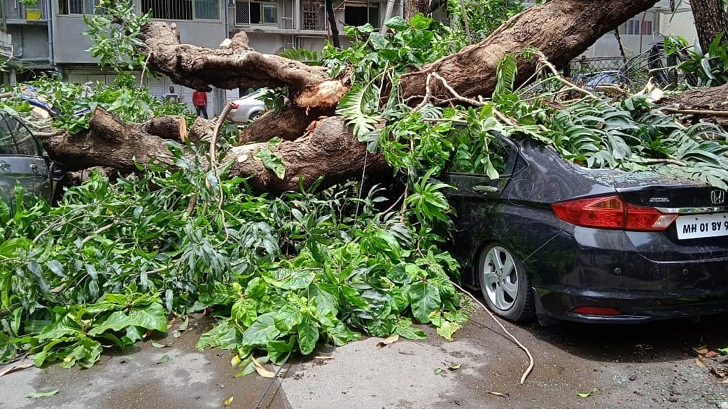 Mumbai: Tree Falls On Malabar Hill Crushes 10 Cars, None Injured