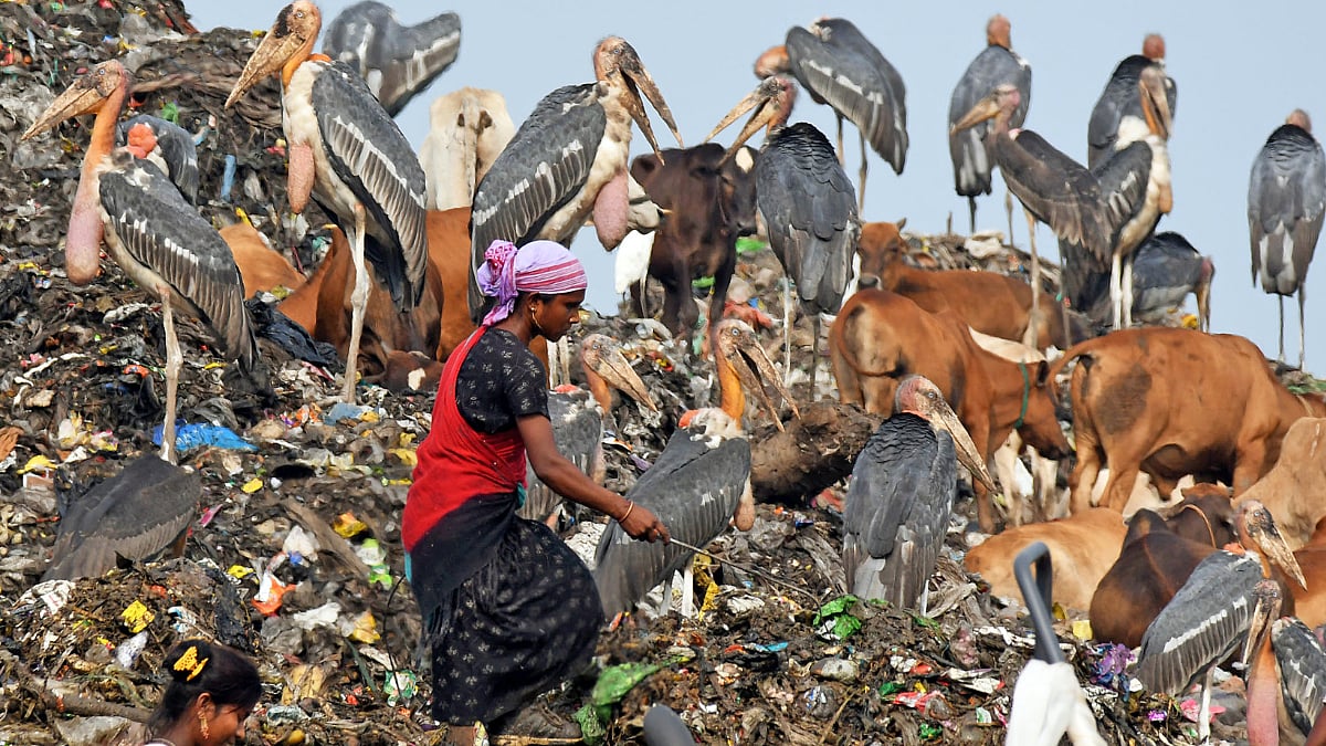 World Environment Day 2023: Know how India celebrates the occasion with THESE thoughtful programmes
