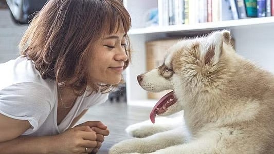 Mumbai News: Detecting Diseases In Pets Made Easy With 2-D Echocardiogram Tests