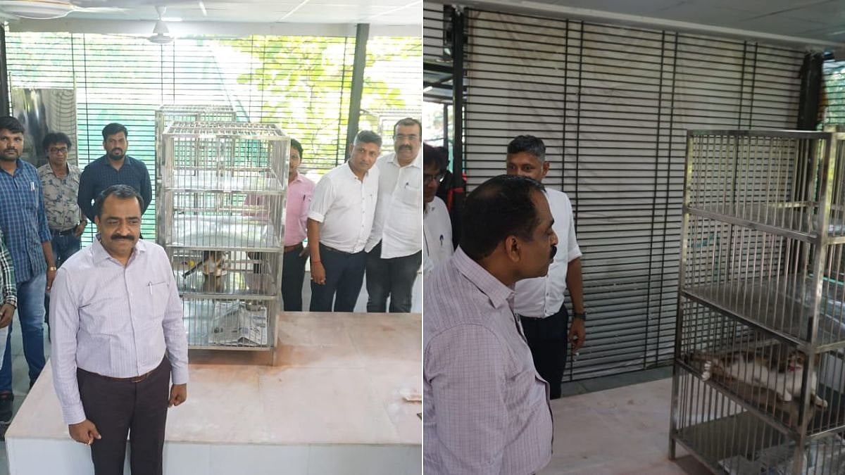 Navi Mumbai News: PMC Starts Stray Cat Vaccination And Sterilisation Centre