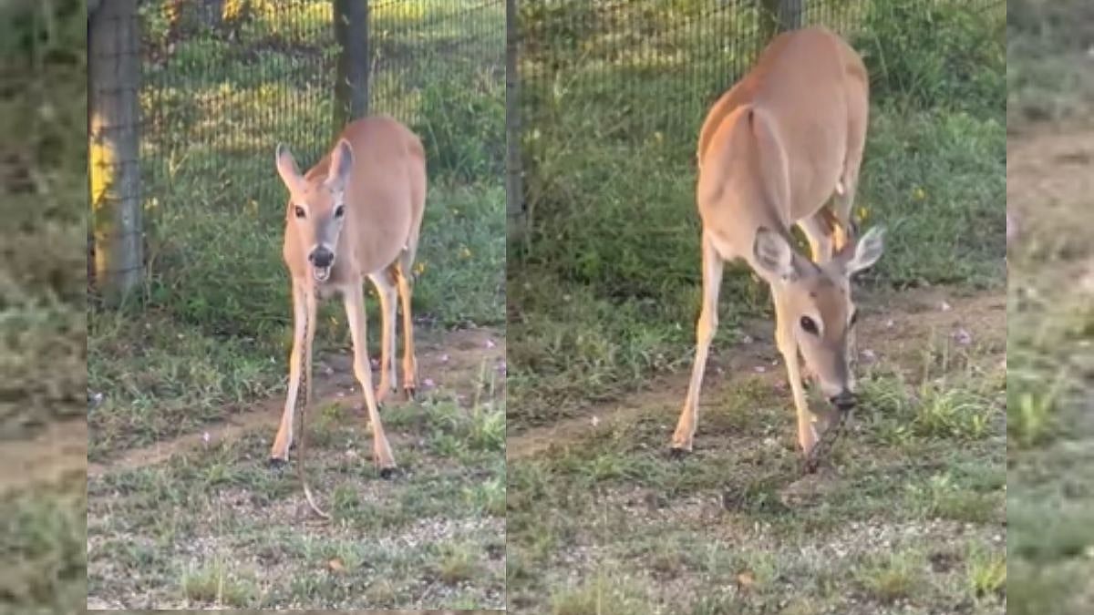 Watch: Not Leaves Or Grass, Rare Video Of Deer Eating THIS Goes Viral