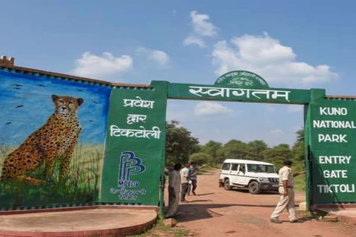 Bhopal: Veera Released In Kuno Jungle