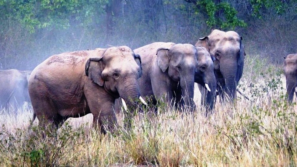 Chhattisgrah Forest Dept Develops AI App To Minimize Human-Elephant Conflicts