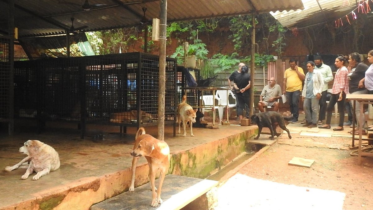 Goa MMC Flayed For Ignoring Stray Dogs Issue, Putting Citizens To