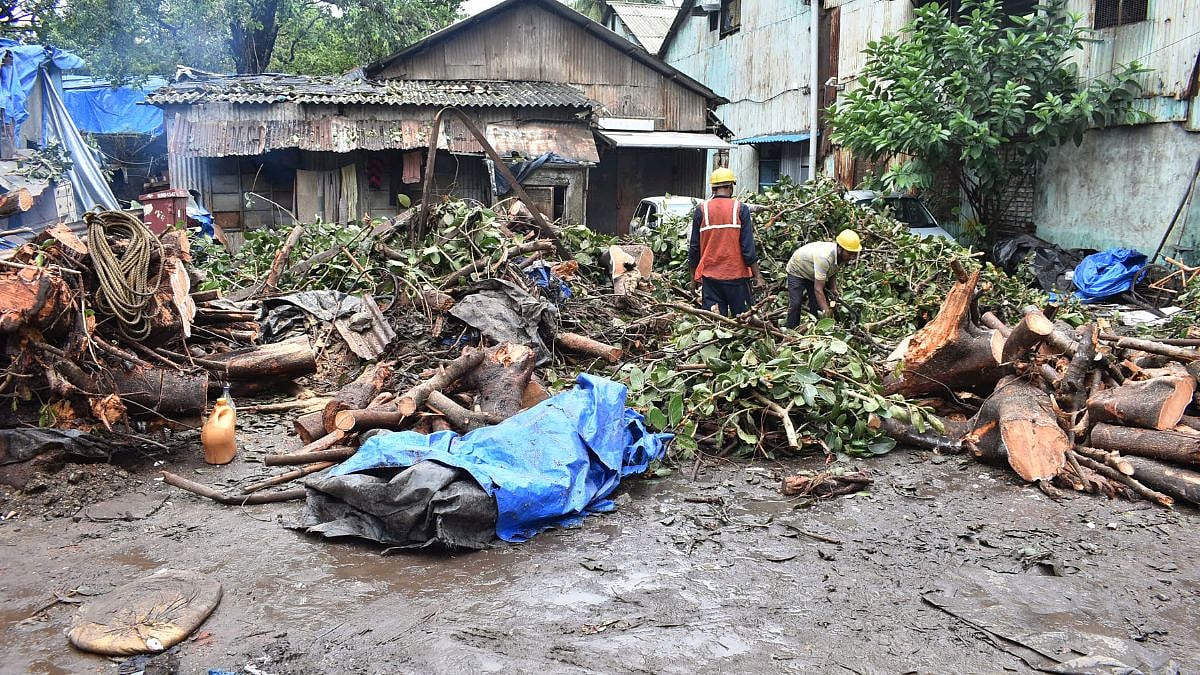 Mumbai News: 1 Killed, Another Hurt As 50-Year-Old Banyan Tree Collapses In Byculla