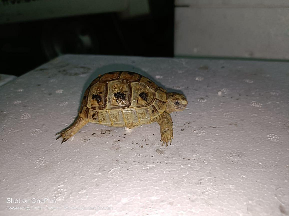 The Directorate of Revenue Intelligence (DRI) has seized 306 live exotic wildlife smuggled into Mumbai Air Cargo.