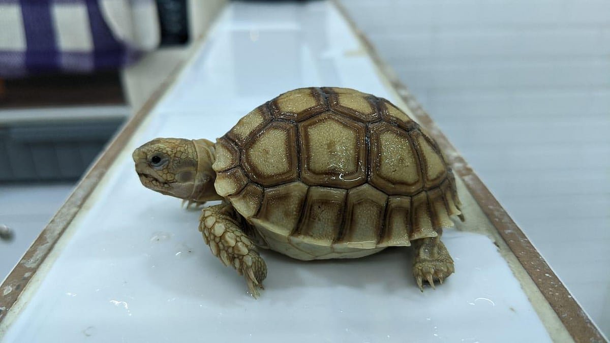 The wildlife traffickers attempted to smuggle the exotic animals concealed in consignment of ornamental aquarium fishes. 