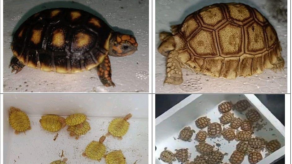 Mumbai News: DRI Seizes 306 Exotic Animals Smuggled In From Thailand