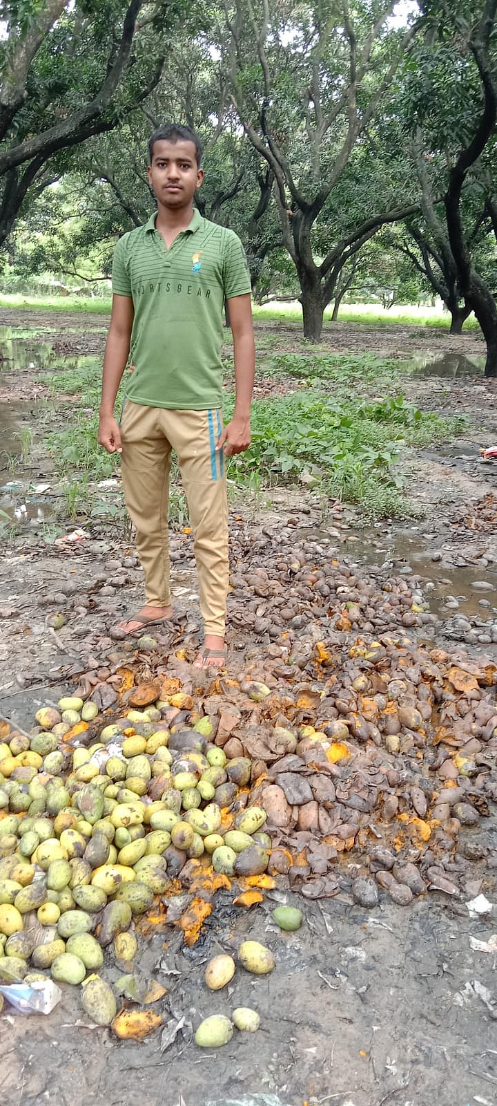 A mango grower with his wasted yield