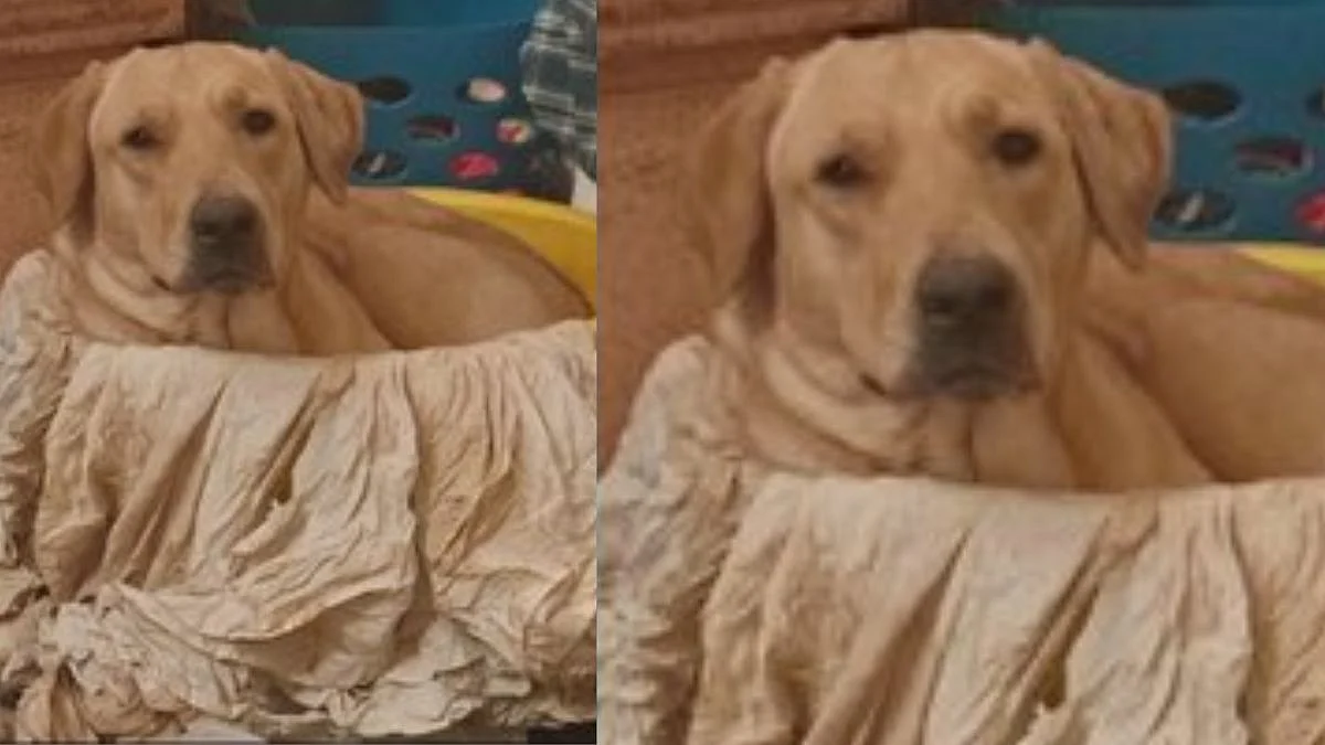 #JusticeForDixie: Ohio Cop Shockingly Shoots Golden Retriever In Front Of Pet Parent, Over 30K Animal Lovers Sign Petition To Sack Officer | Twitter