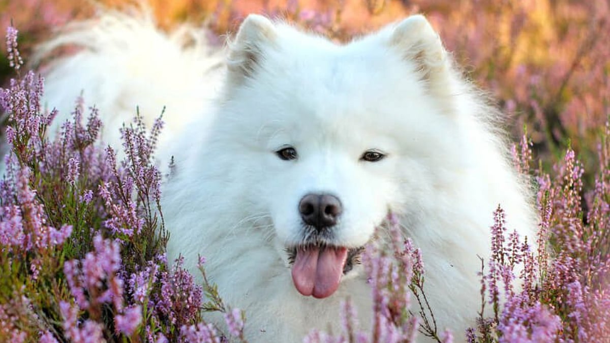 International Dog Day: 7 Most Expensive And Rare Dog Breeds In India