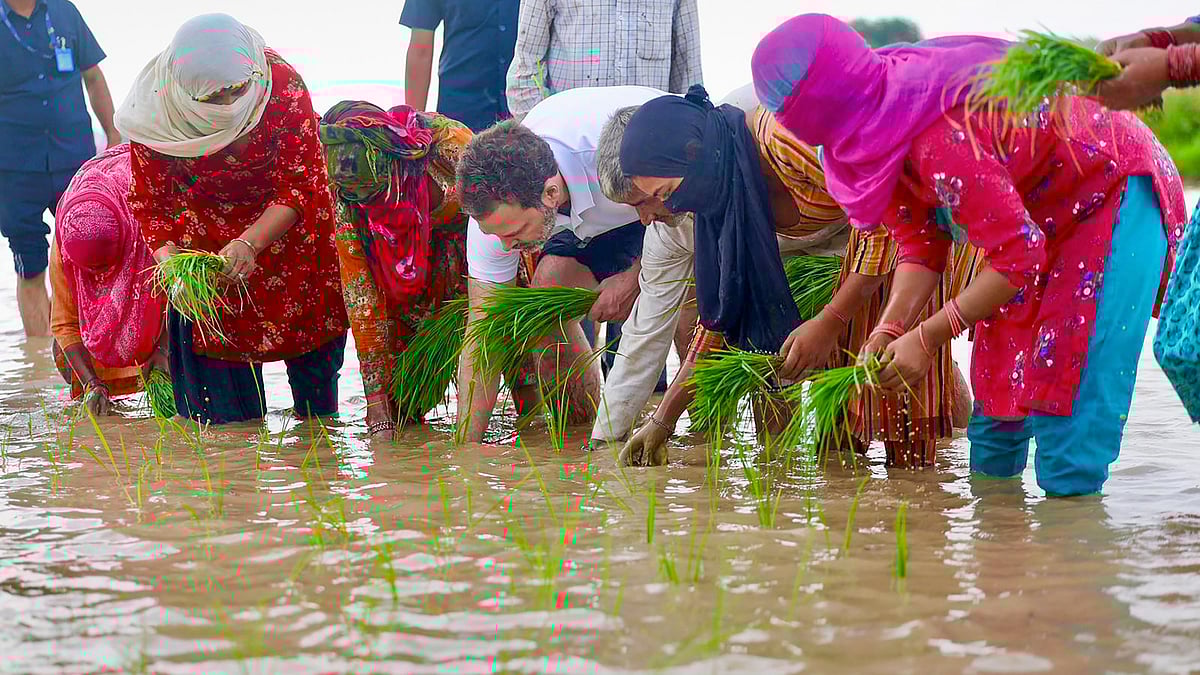 Rahul Gandhi also tried his hands in planting the rice paddy crops, along with the farmers.