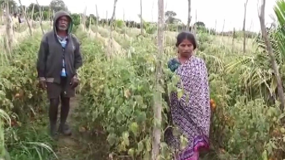 Karnataka: Tomatoes Worth ₹2.5 Lakh Stolen From Farm In Hassan, Police Complaint Filed