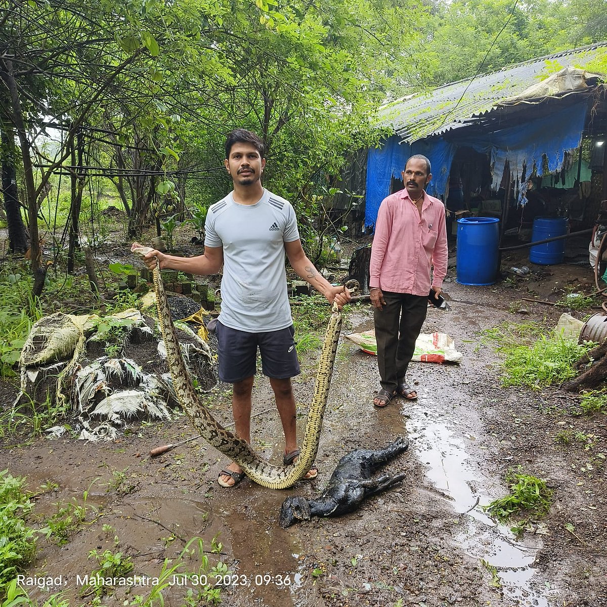 Python swallowed goat