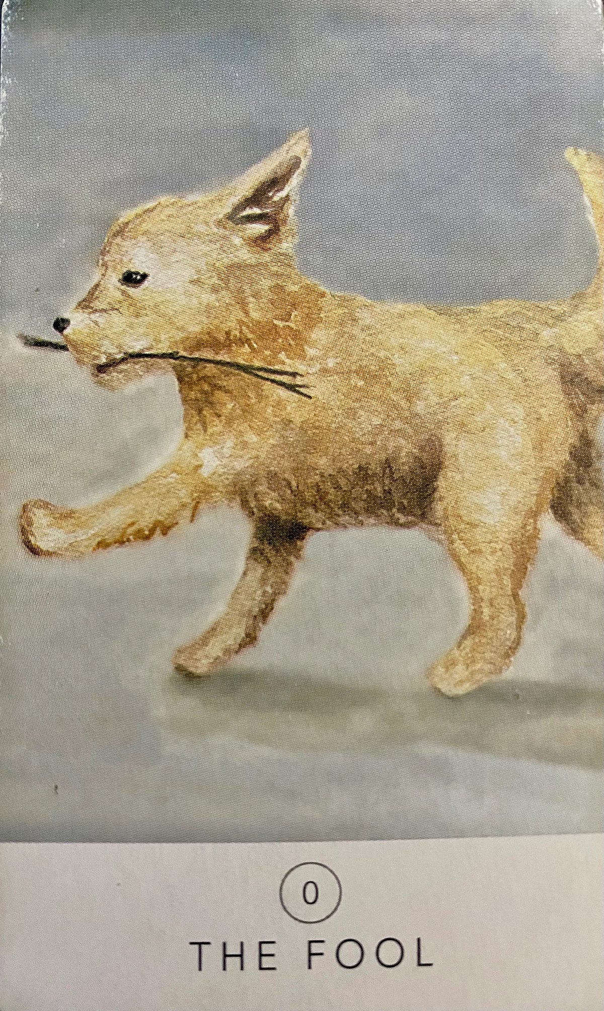 The Fool