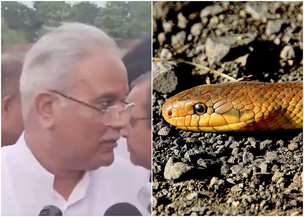 WATCH: Snake Appears During Press Conference Of Bhupesh Baghel; CM Says ‘Pirpiti Hai, It Won’t Hurt’