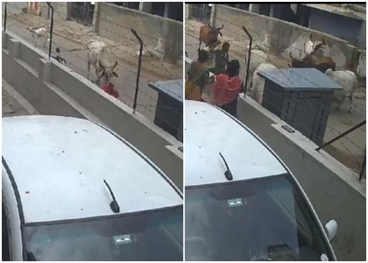 Gujarat: 9 Cows Attack Woman By Pushing Her To The Ground In Ahmedabad; Horrific Visuals Surface