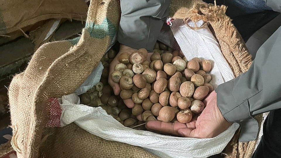 Areca Nuts Smuggling Case: DRI Arrests 5 People, Seizes More Than 50 Metric Tons Of Nuts