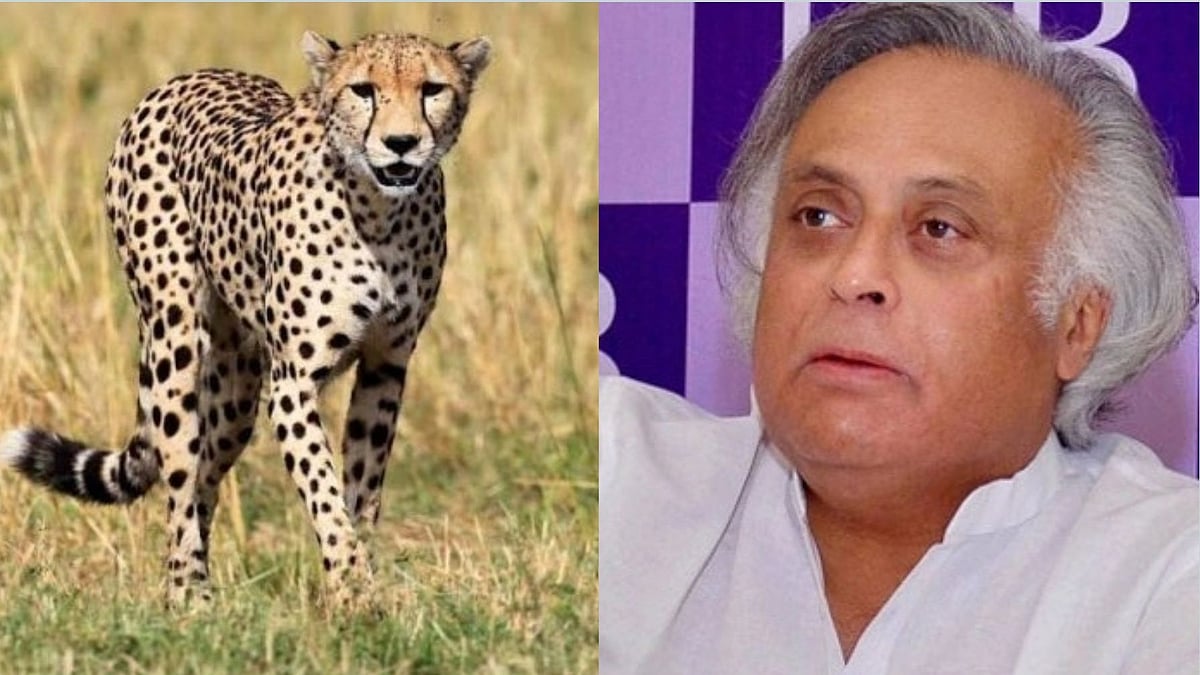 When Science, Transparency Take Backseat, Says Jairam Ramesh On Cheetah Death