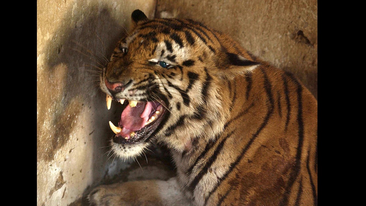MP: Tiger Kills Elderly Man In Bandhavgarh; 2nd Death In Less Than Fortnight