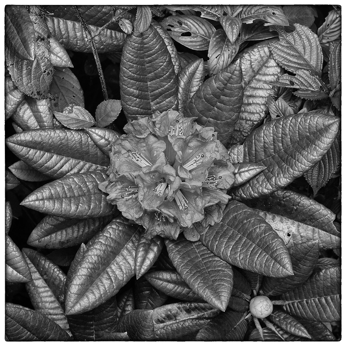Rhododendron Arboreum Flower on Totapolakanda